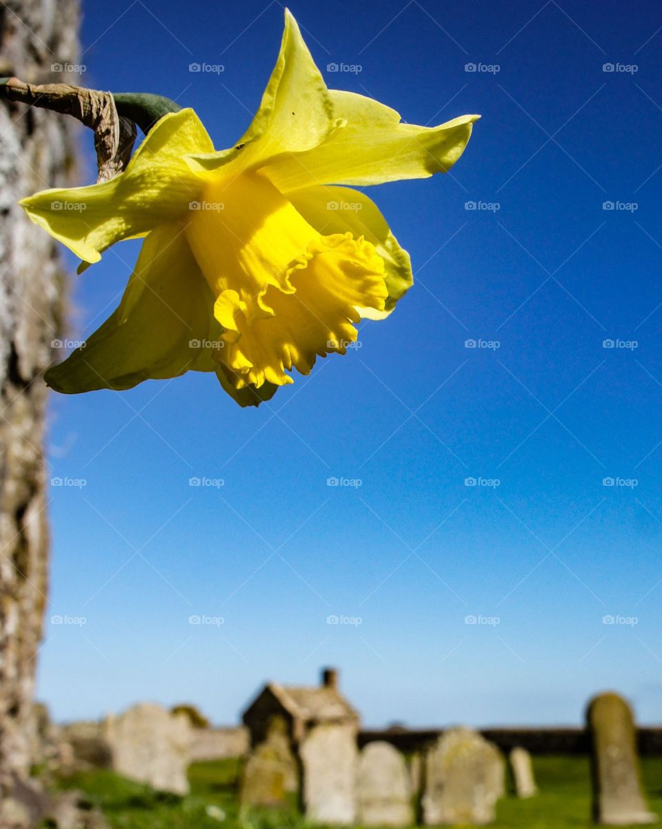 Daffodil at St Cyrus near Montrose.