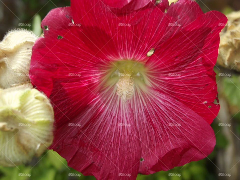 Red Flora