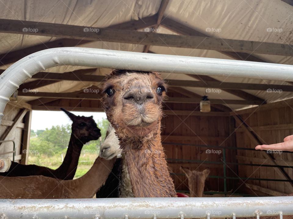 Alpaca Farm Maine 