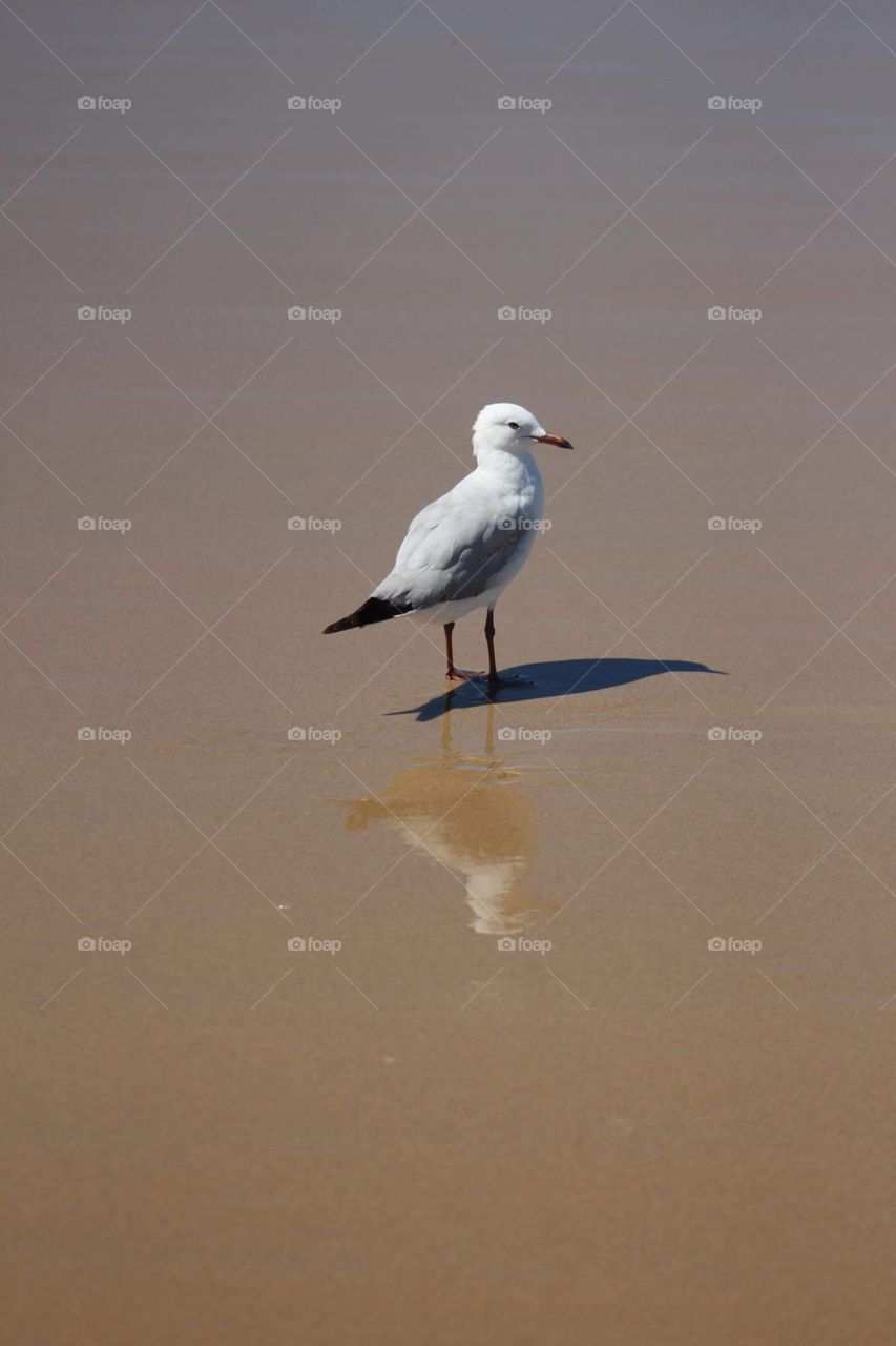 Captured at Maroochydore Sunshine Coast. Seagull reflections.