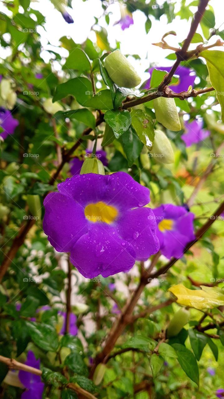 A purple flower after a heavy rain
