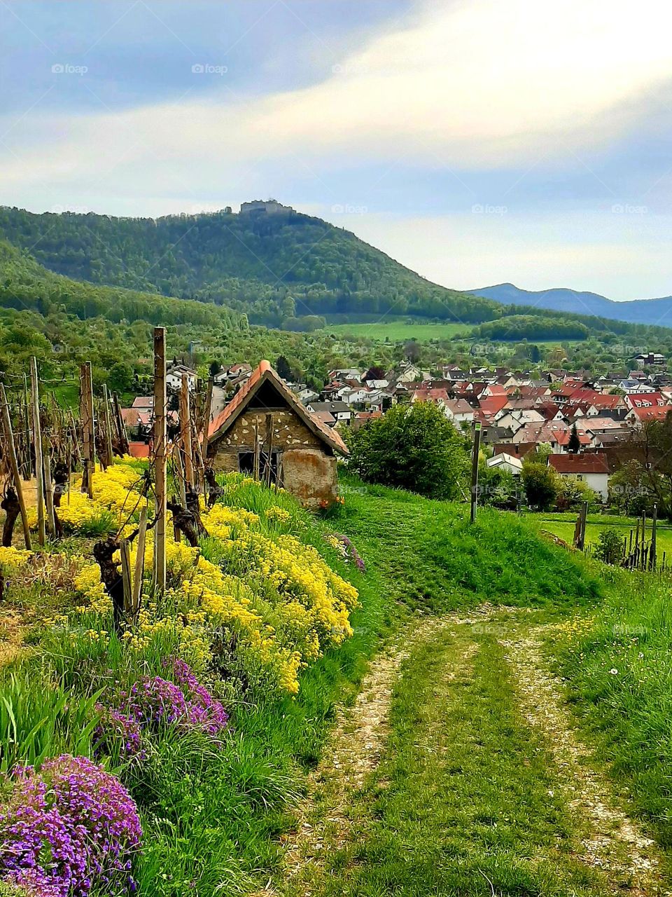 Im Weinberg von Beuren