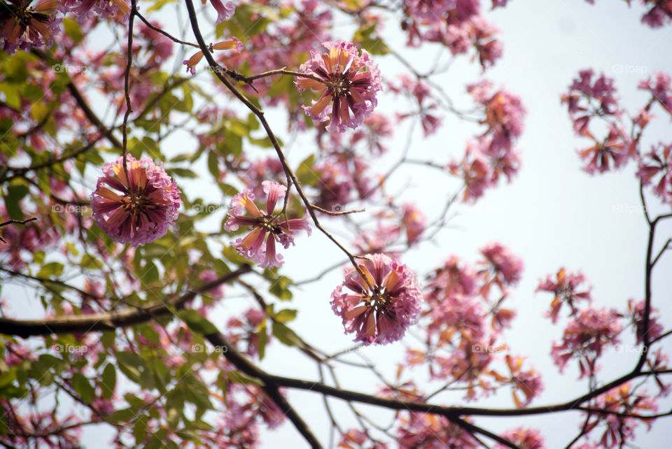 Looking up has its benefits : you see birds, branches covered with leaves and flowers.