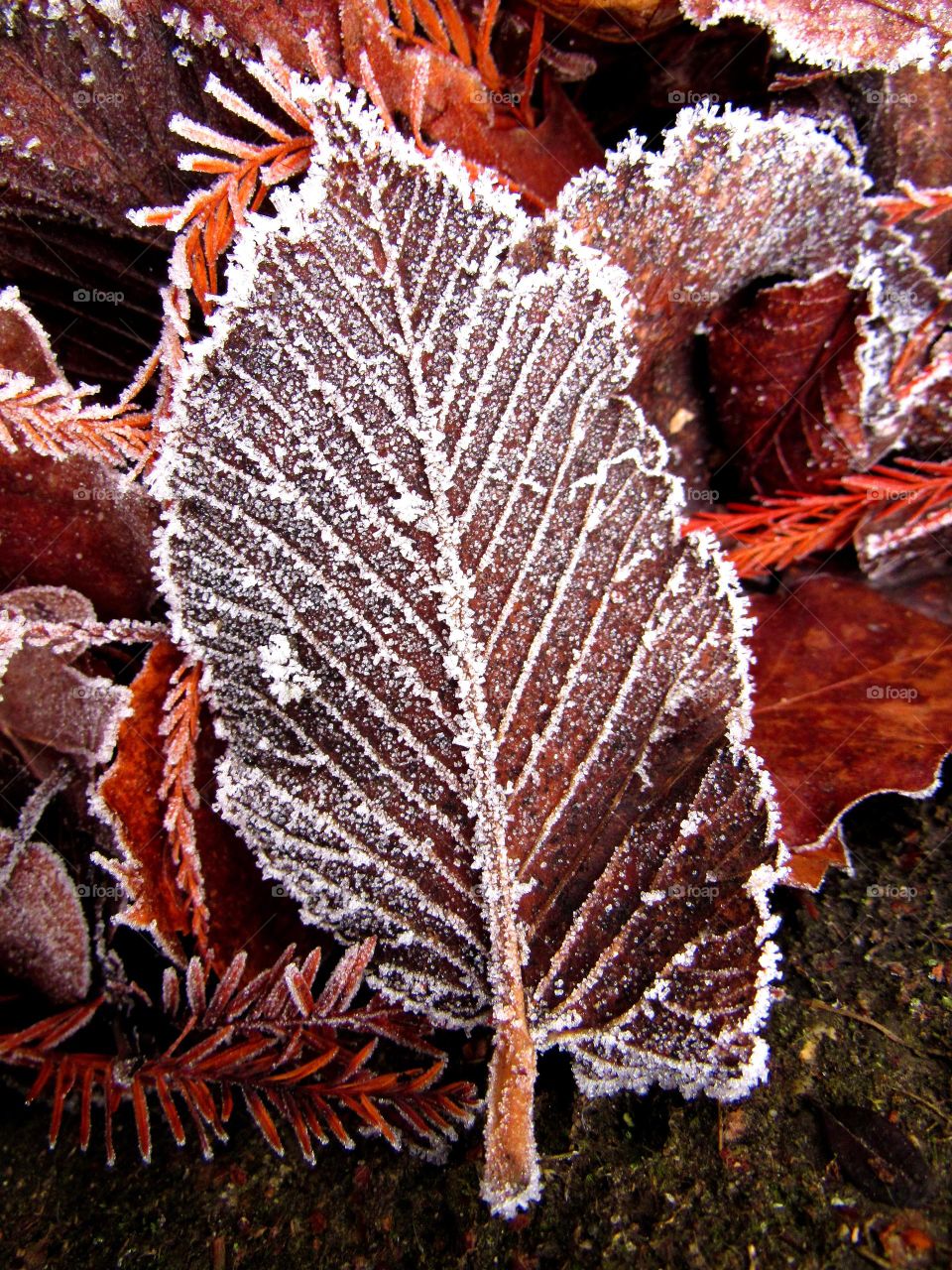 on a cold and frosty day