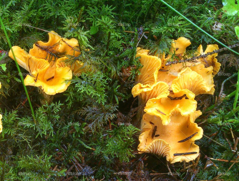 chanterelles . chanterelles 