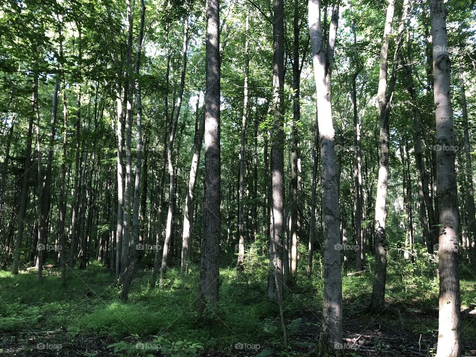 Woods natural 