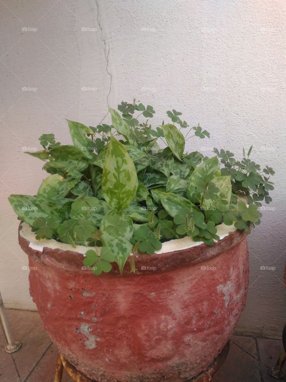 house plants in pots