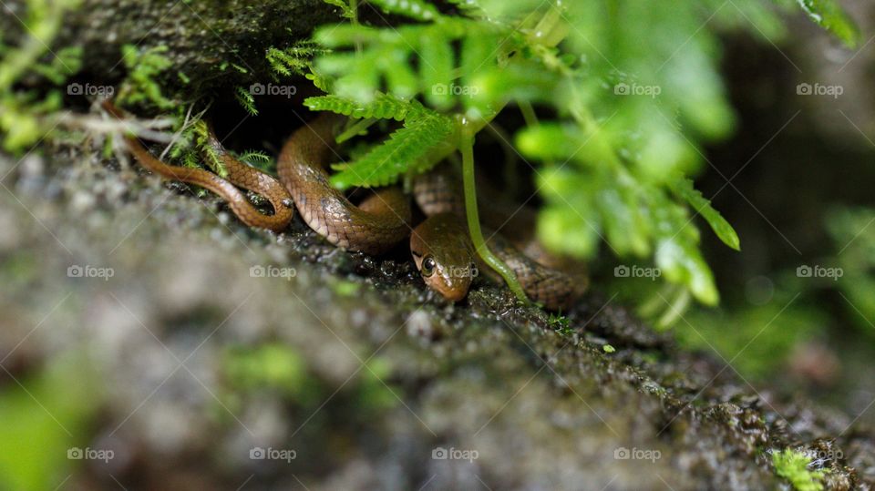 Churatta (Hypnale hypnale) Snake