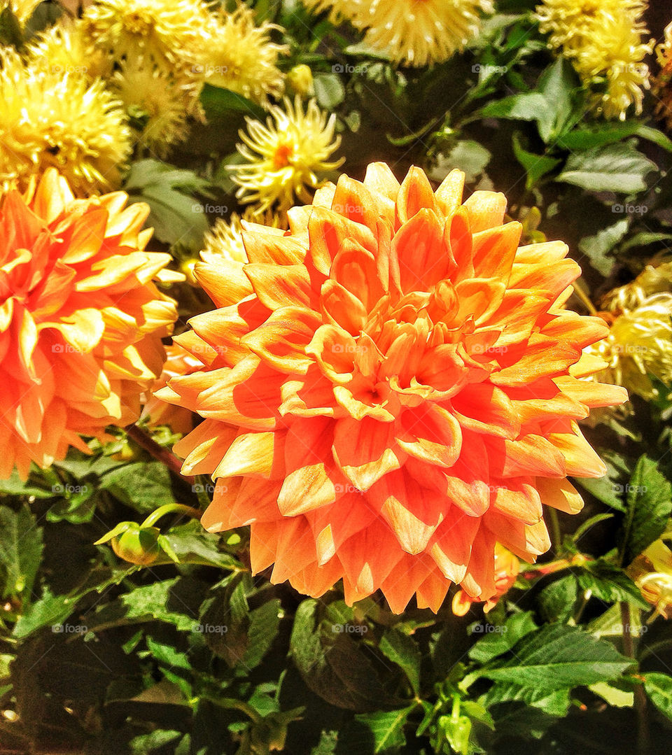 Brilliant orange dahlia flower in bloom