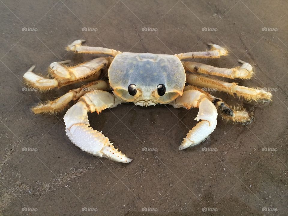 Crab