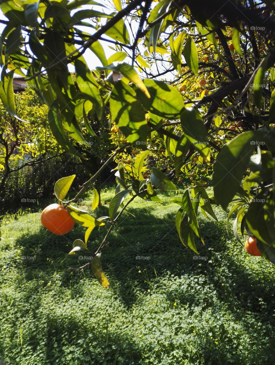 orange hanging on tree in green garden