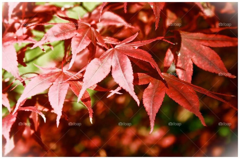 Autumn Red