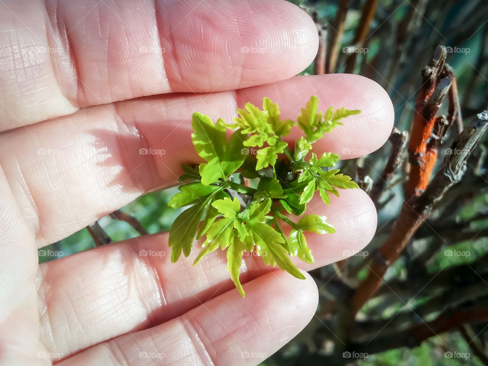 Spring Leaves in Hand