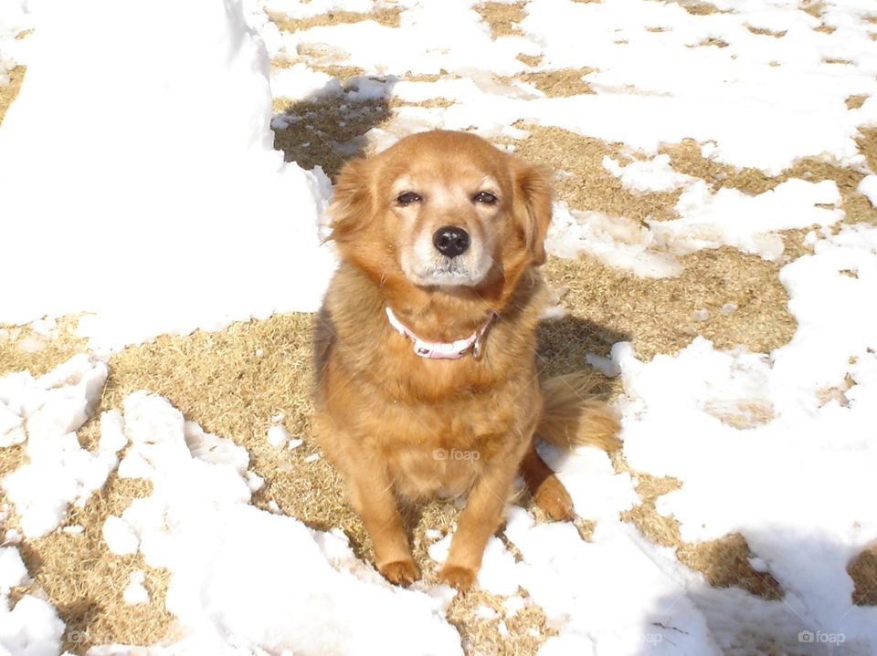 Little Brown Dog Sitting in Snow.  She is old and some of her fur has become white.