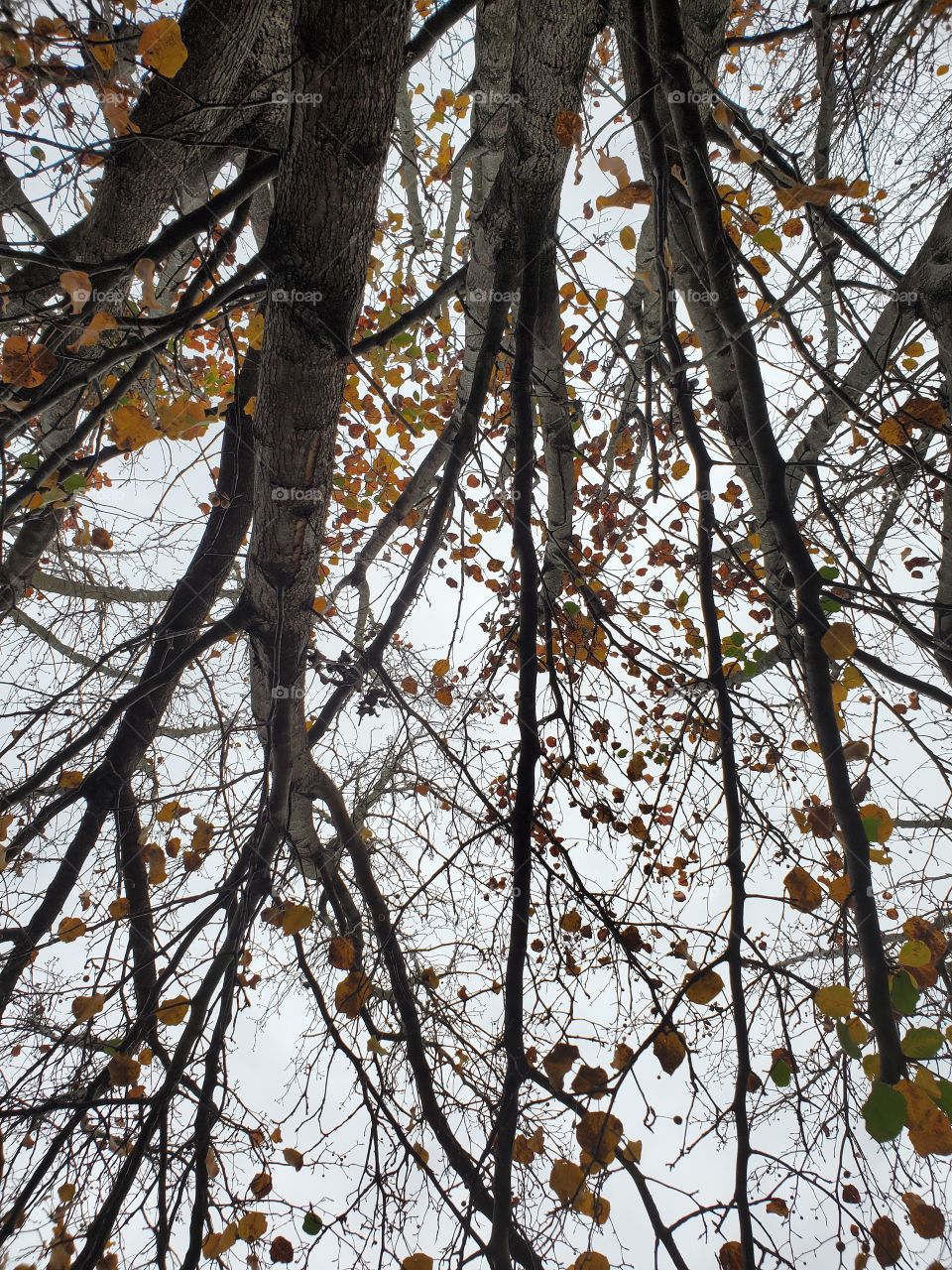 under canopy of leaves