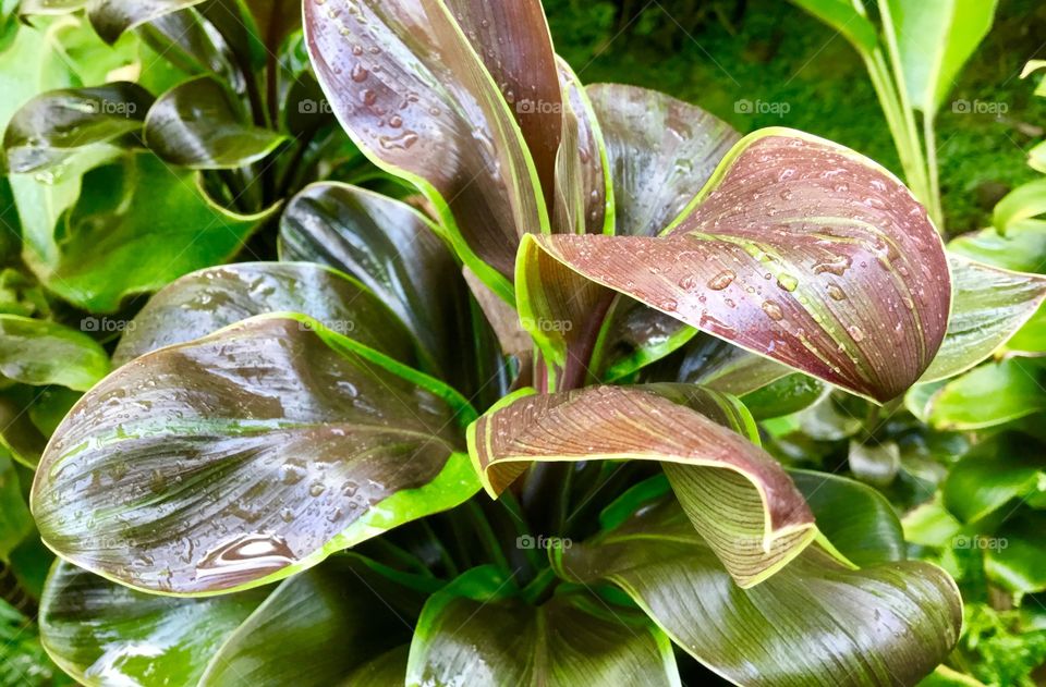 Vegetation at Hawaii Tropical Botanical Garden