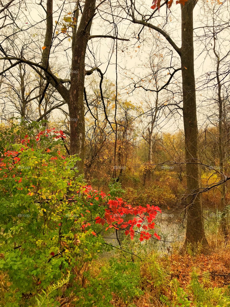 Maple tree