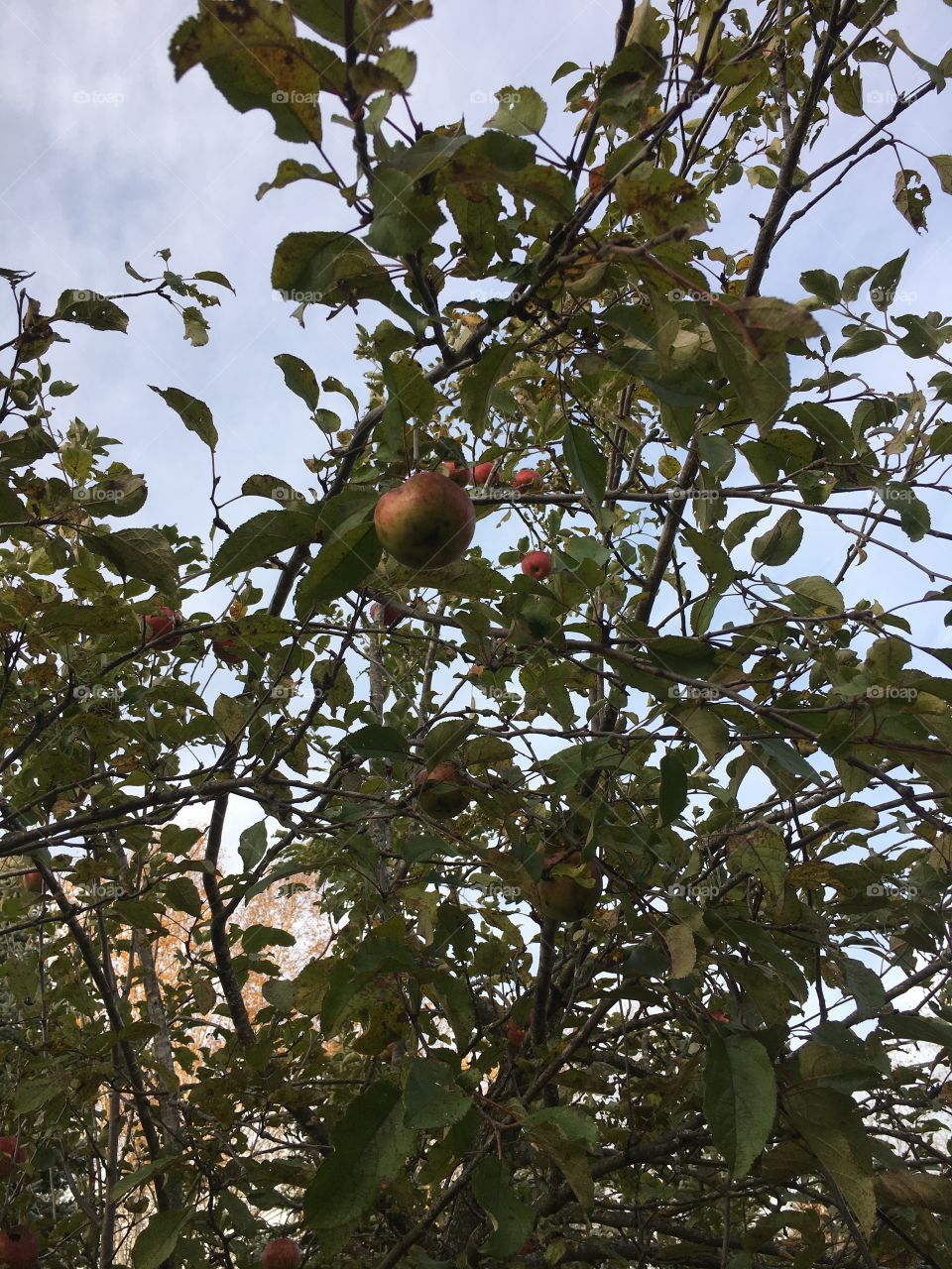 Apple tree closeup 