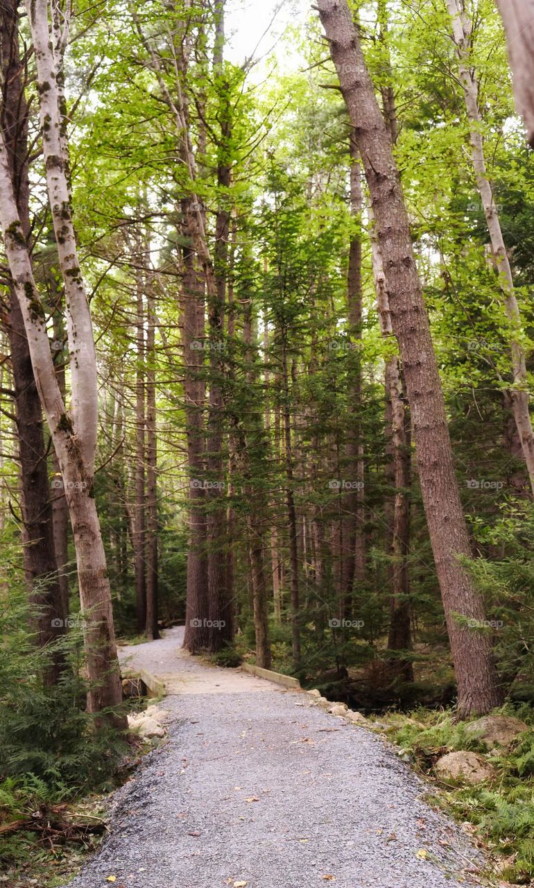 Gravel walking path through the forest.