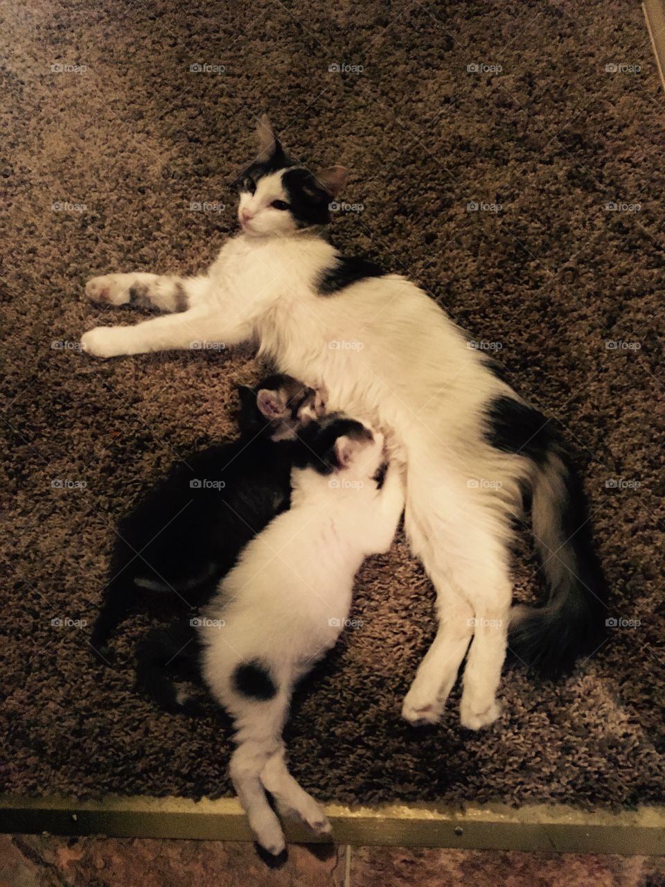 Nursing kittens.