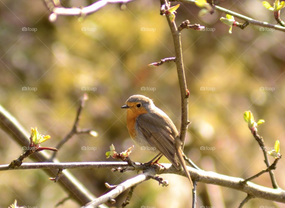 Robin on branch