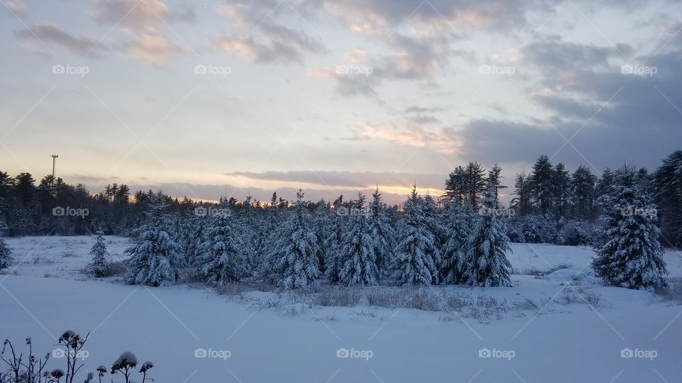 Snow, Winter, Cold, Frost, Frozen
