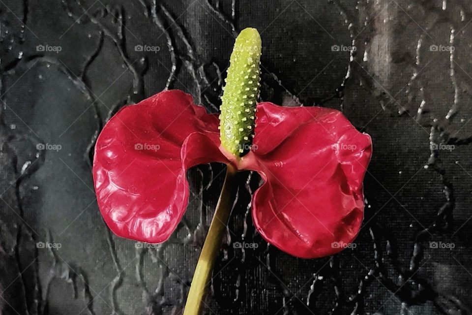 Anthurium andraeanum