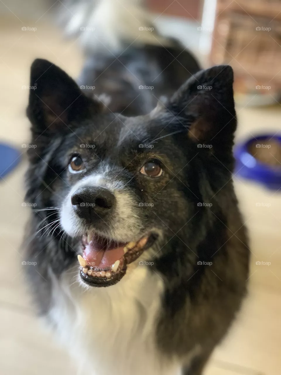 Dog 