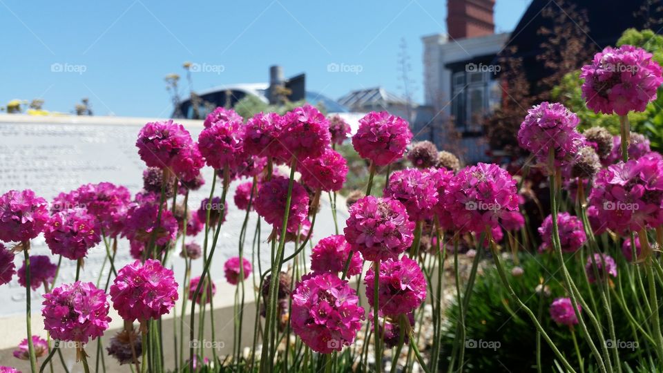 Flower, No Person, Garden, Summer, Nature