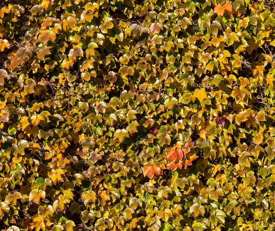 newburgh ny leaves autumn colorful by delvec