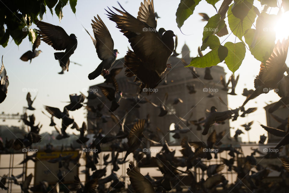 Pigeons and doves at gateway of india