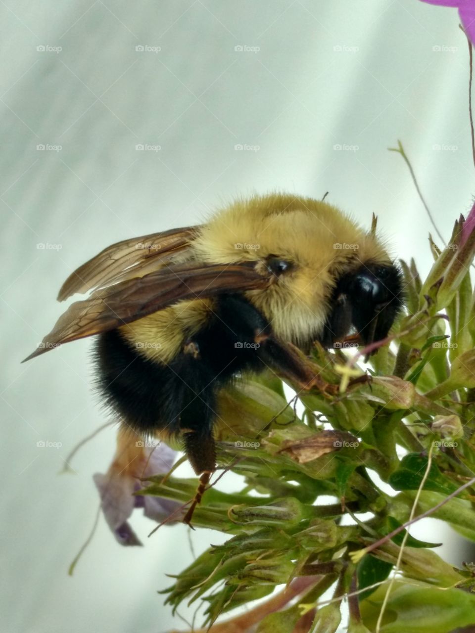 bumble3