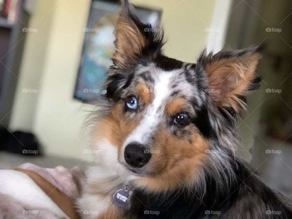 Jonah the Border Aussie 