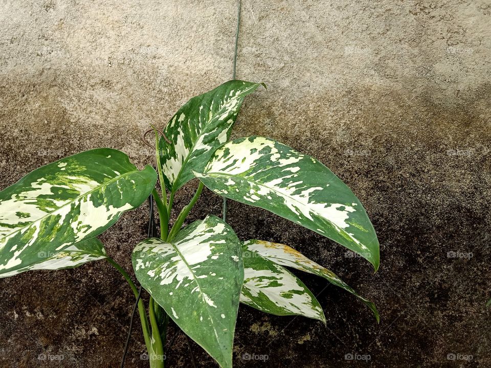 Ornamental plants grown at home.