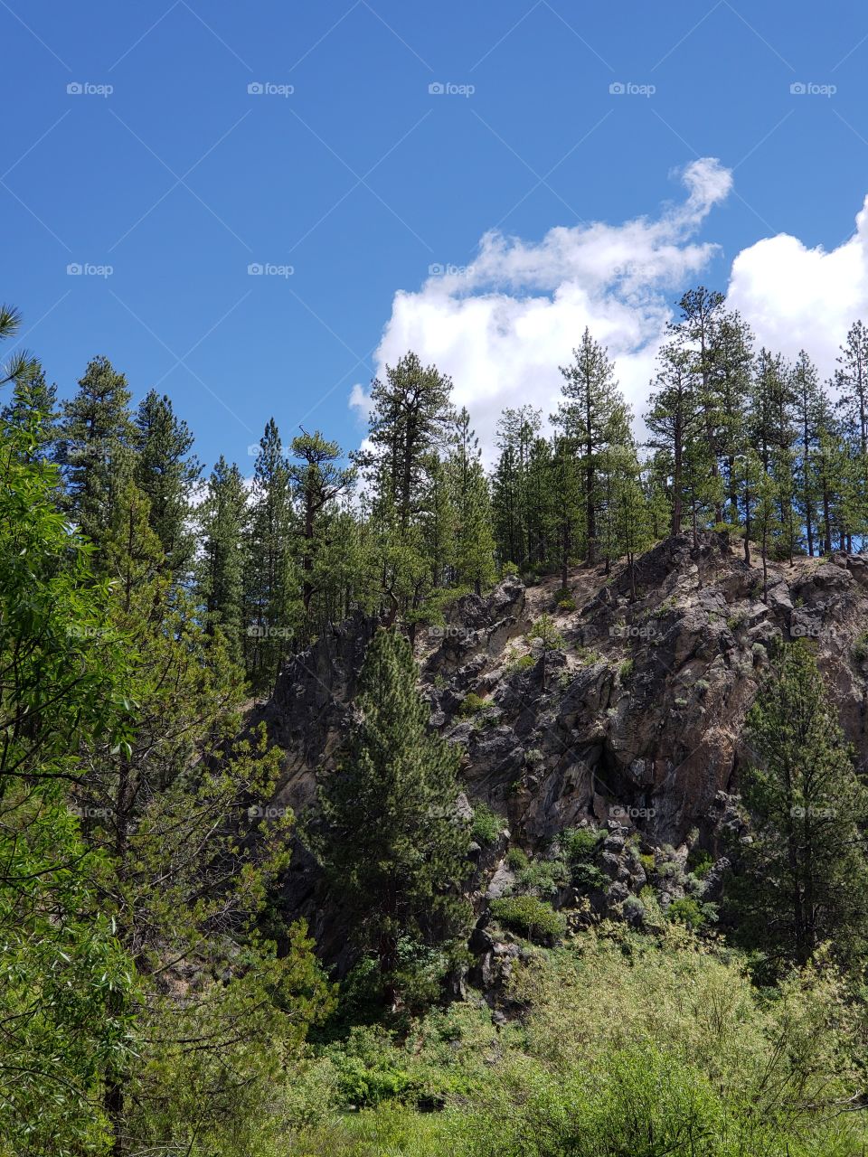 A rough rocky hill covered in towering pine trees in Central Oregon with a blue sky and fluffy white clouds above on a sunny summer day.