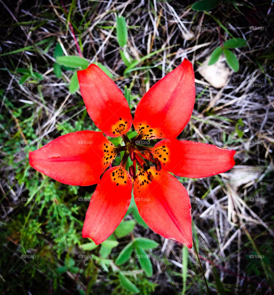 Wild lily