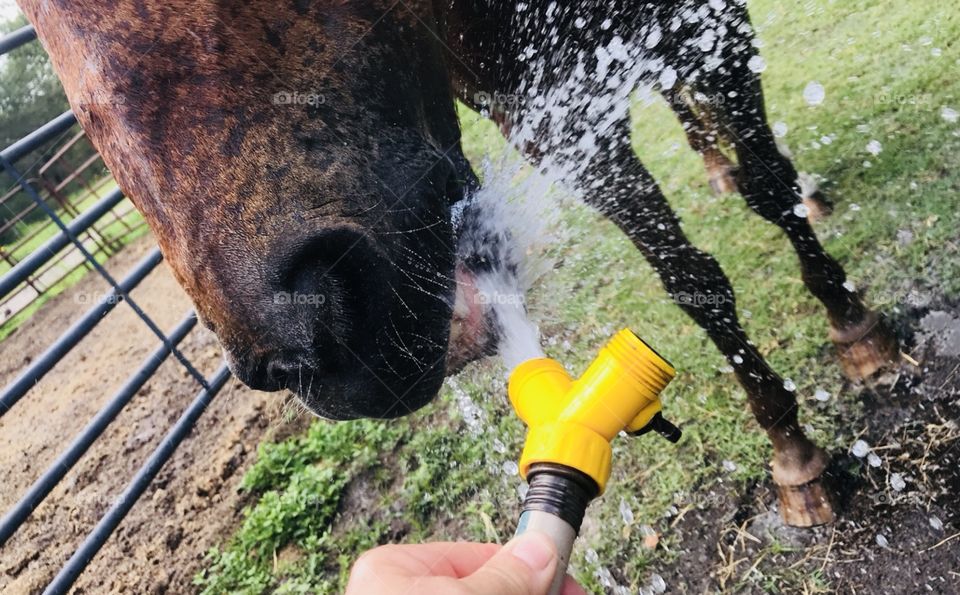 Harley the chestnut gelding enjoying a sip of water straight from the water hose in the woods in the Sough Georgia heat. 