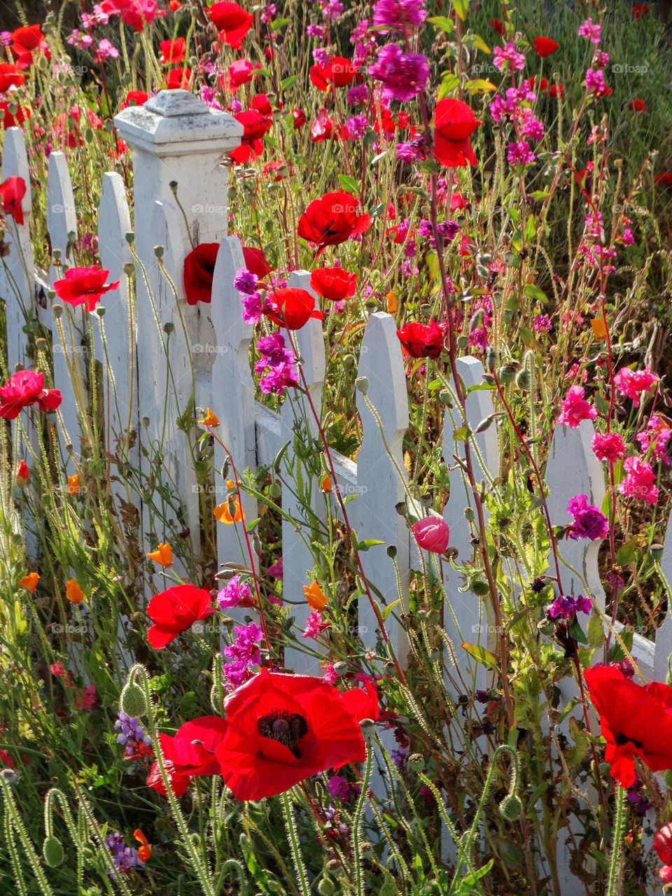 California Home Garden In Spring