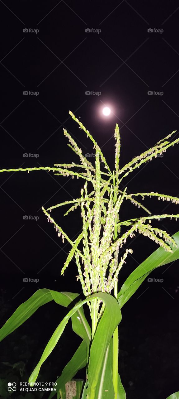 The moon looks beautiful. At night, the moon seems very low.