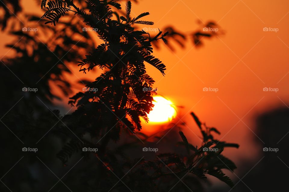 Blurry sunrise between the leaves