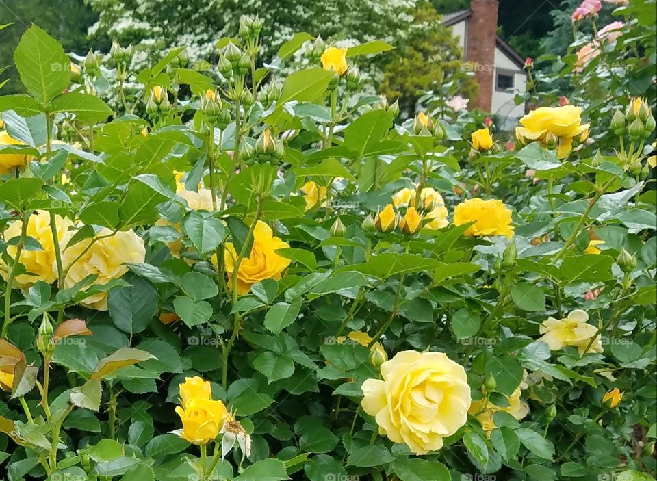 Yellow rose bush with house