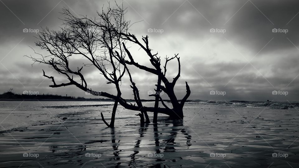 Silhouette of tree in sea