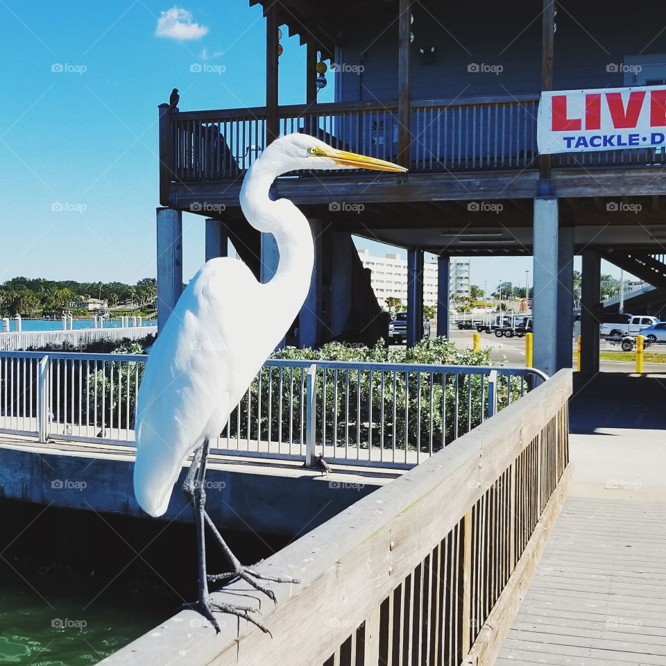 Egret on the pier