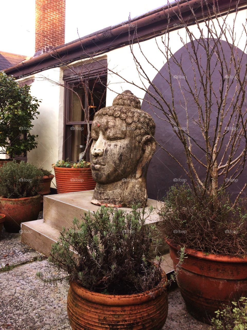 The head of Buddha, the face of wisdom