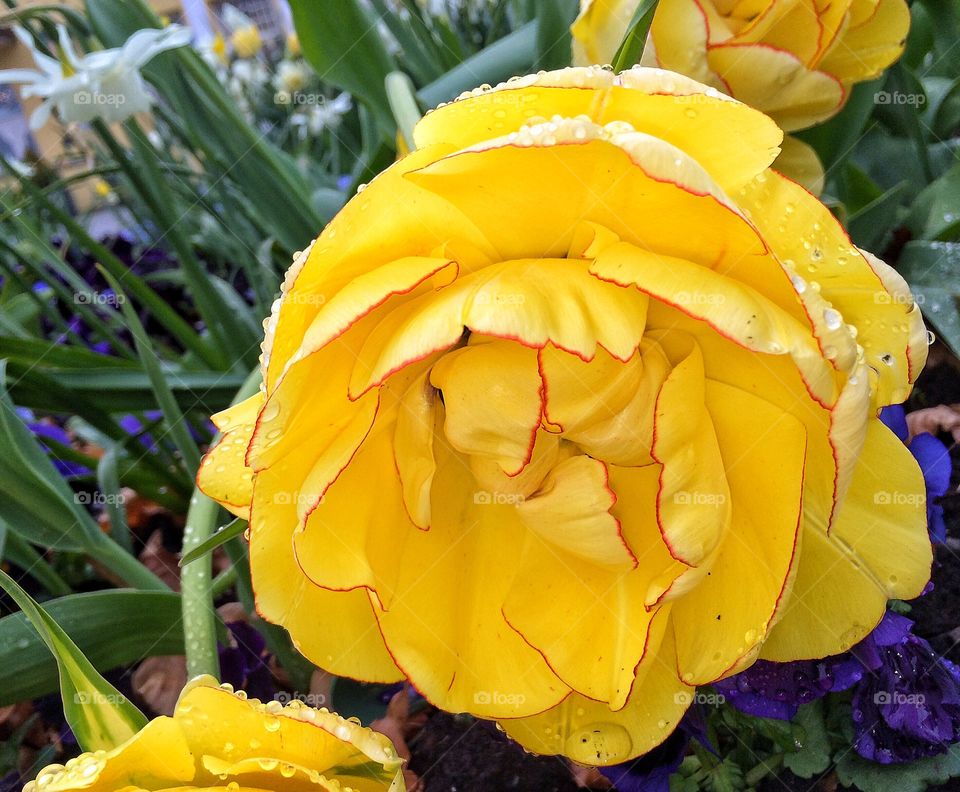 Yellow tulip