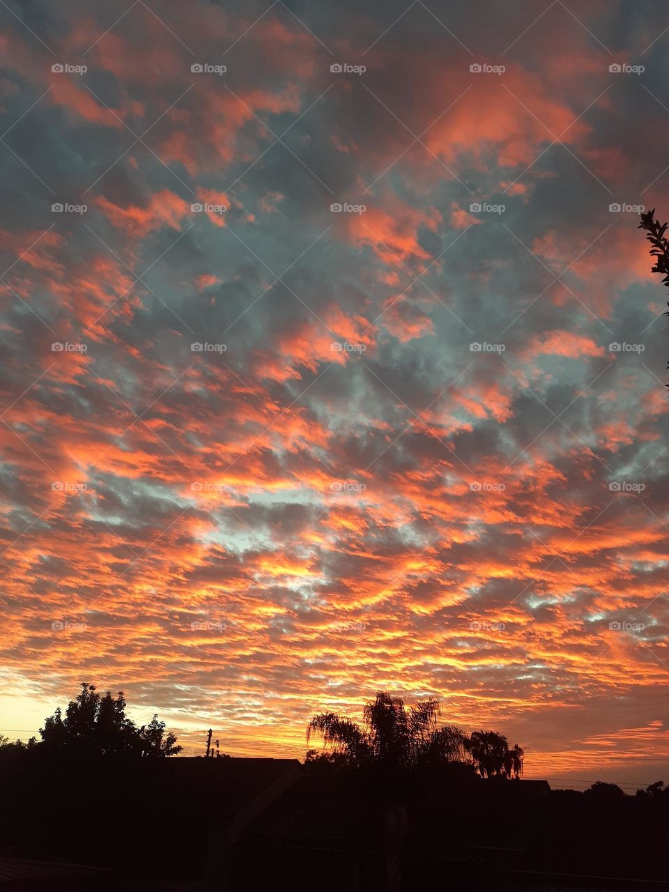 As I was eating dinner a couple of nights ago, I looked up and saw this beautiful orange sunset in Altamonte Springs, Florida. I new I had to take some photos of it.