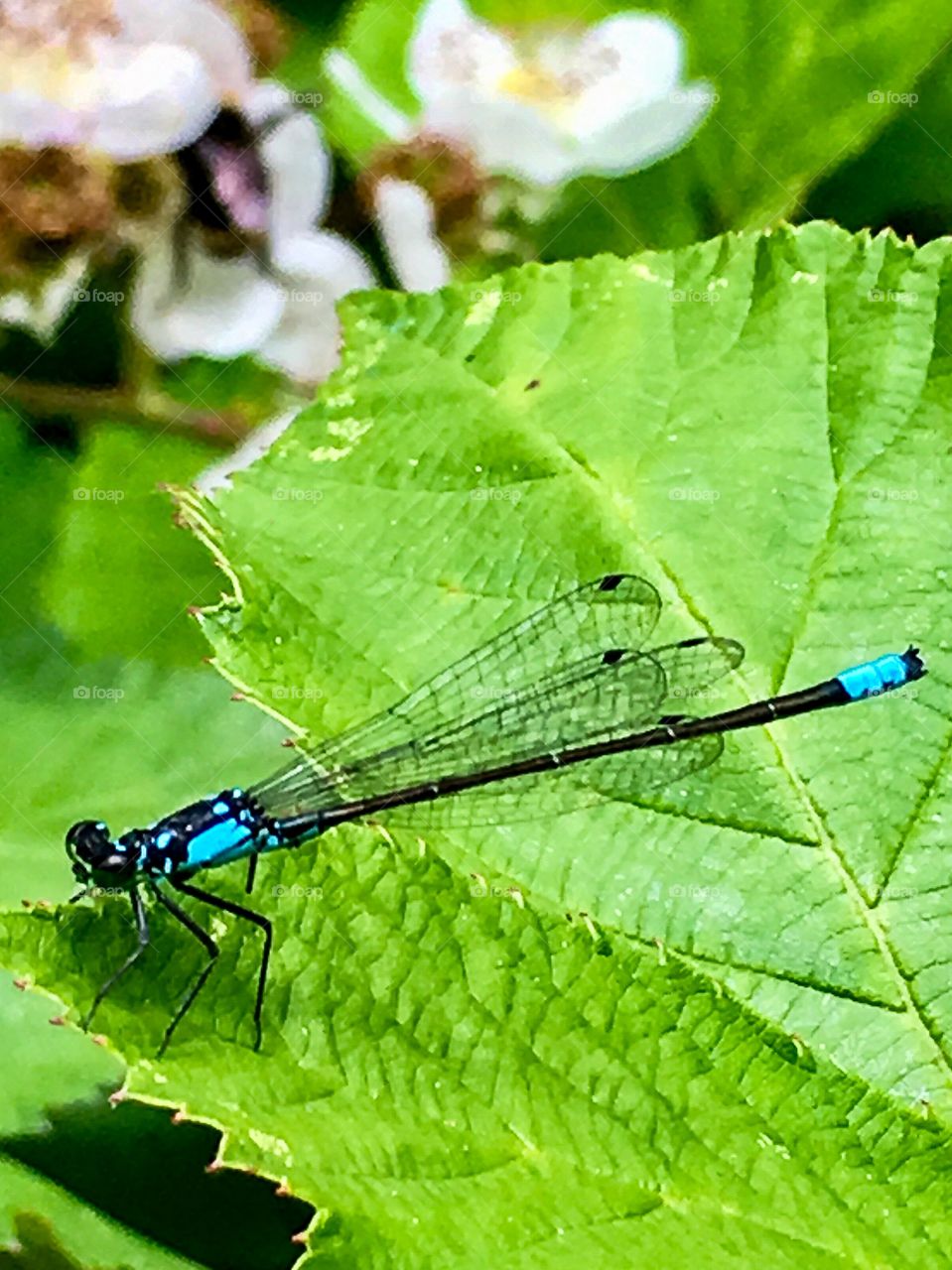 Turquoise Baby Dragonfly