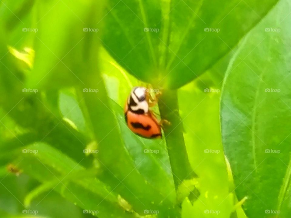 Ladybug.