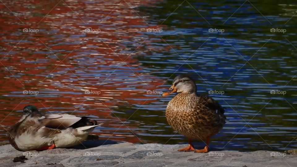 wild duck couple