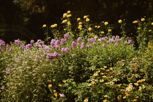 Wild Flower